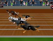 Gioco simulatore di corse di cani reali 2020