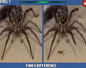 ההבדל מוסתר עכביש