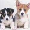 प्यारा Puppies पहेली प्यारा Puppies पहेली