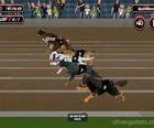 Çılgın Köpek Yarışı Simülatör Oyunları 3D