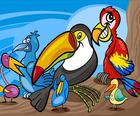Egzotyczne Ptaki Kolorowanki
