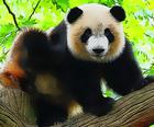 Sevimli Körpə Panda