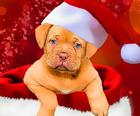 Boże Narodzenie Psy Style