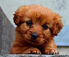 Puppy Puzzle