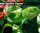 Vəhşi Iguana