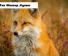 Fox Closeup Skladačka