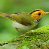 Birds Slide Birds Slide