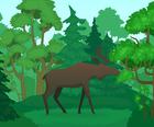 Wild Animals Coloring