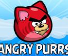 Angry Purrs