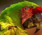 Пъзел с птица папагал