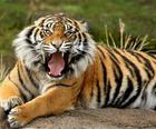 Zvieratá Puzzle Tiger