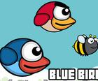 Bay Blue Bird