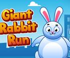 Milžinišką Rabbit Run