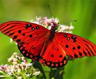 Nature Legkaart - Butterfly