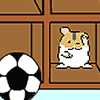 រកមើលសម្រាប់ Hamsters រកមើលសម្រាប់ Hamsters