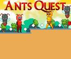 Mrówki Quest