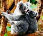 Bambino sveglio Koala Orso