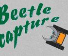 Kapja Beetle