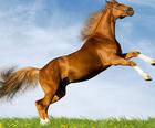 Horse Slide