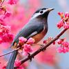 Lovable Birds Puzzle Lovable Birds Puzzle