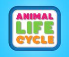Ciclo de Vida de los Animales