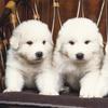 Lovely Puppy Slide Lovely Puppy Slide