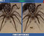 ההבדל מוסתר עכביש