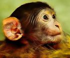 Macaco Engraçado Do Bebê