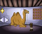 Camel Fuga