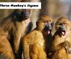 Quebra-cabeça de três macacos