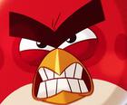 Angry Birds vs kiaulės