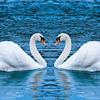 Swans Slide Swans Slide