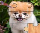 Süße Hunde Puzzle Puzlle