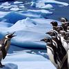 Penguins Slide Penguins Slide